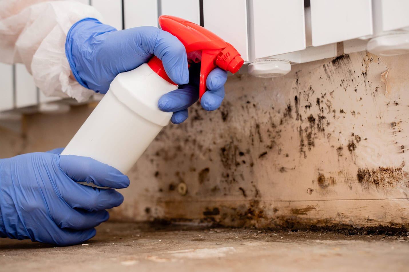 mold remediation vs mold removal