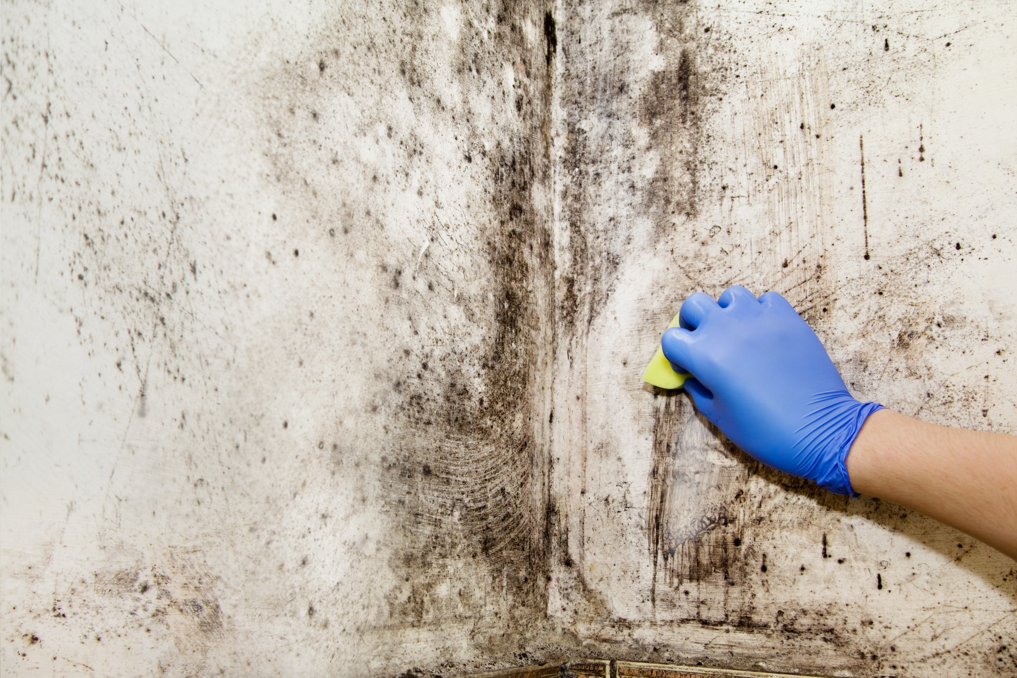 Can you get sick from mold in the home