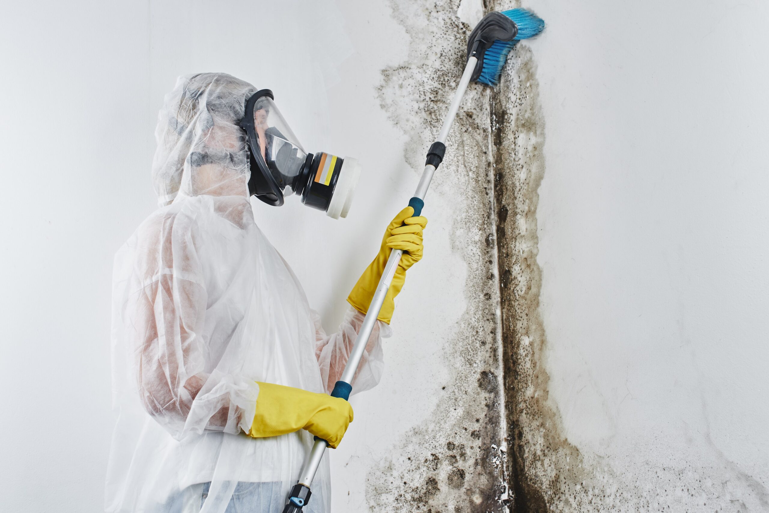 molrd remediation and mold removal Big Easy