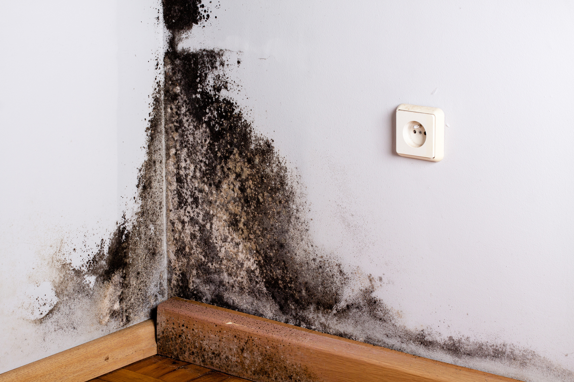 Mold smell caused by mold on wall corner