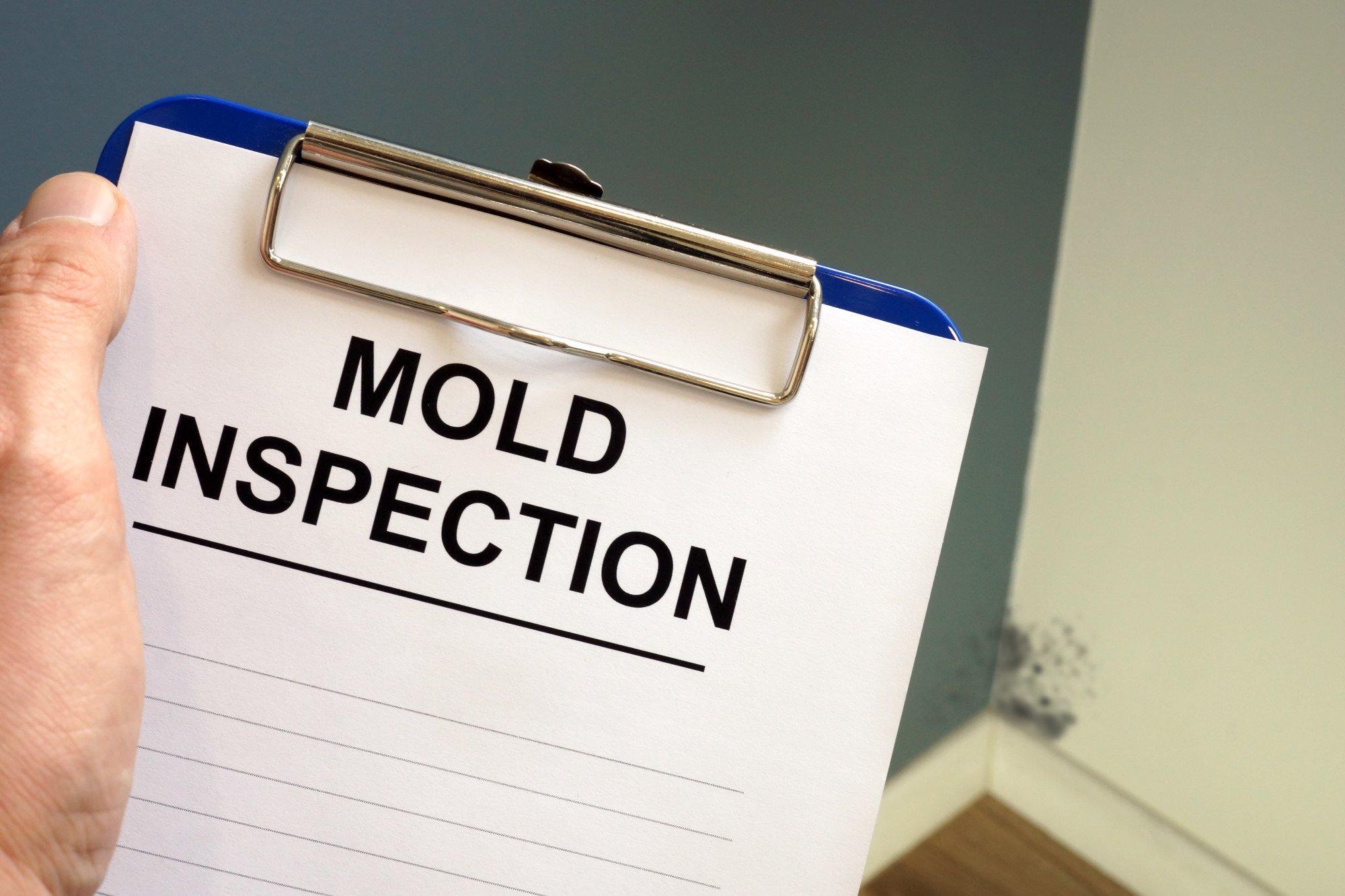 mold inspection tampa