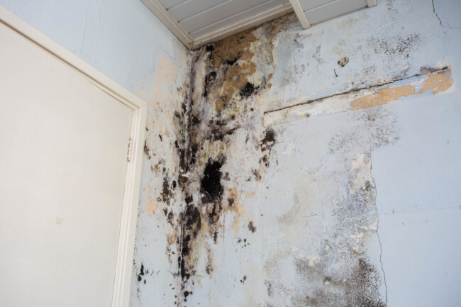 Image of mold on wall representing mold removal tampa