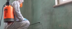 Mold Remediation Specialist Spraying Wall
