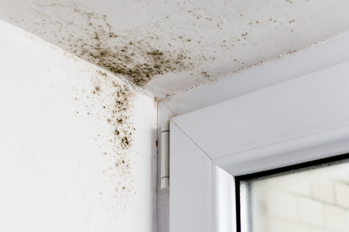 signs of black mold
